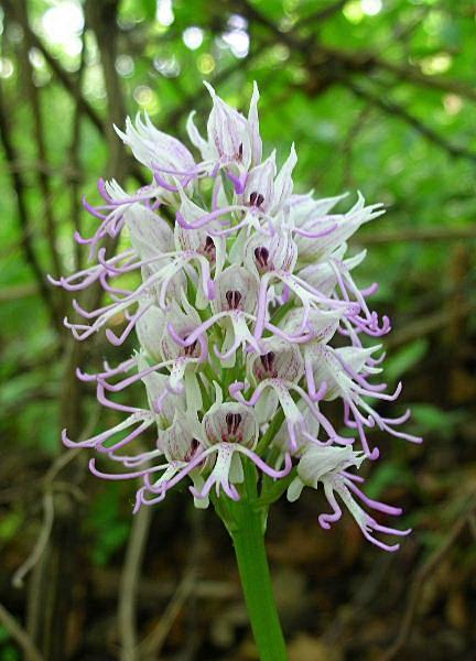 Orchis simia